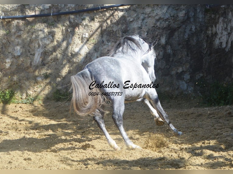 PRE Ogier 7 lat 164 cm Siwa in Vejer de la Frontera