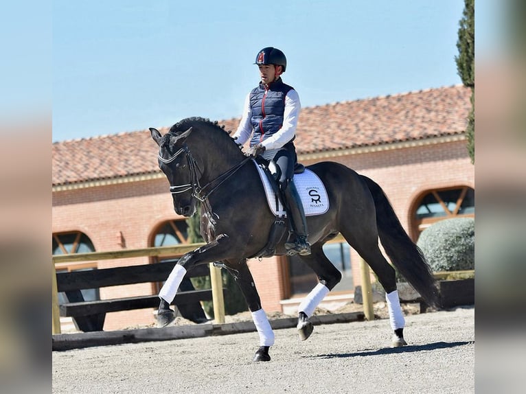 PRE Mix Ogier 7 lat 167 cm Siwa in Milano
