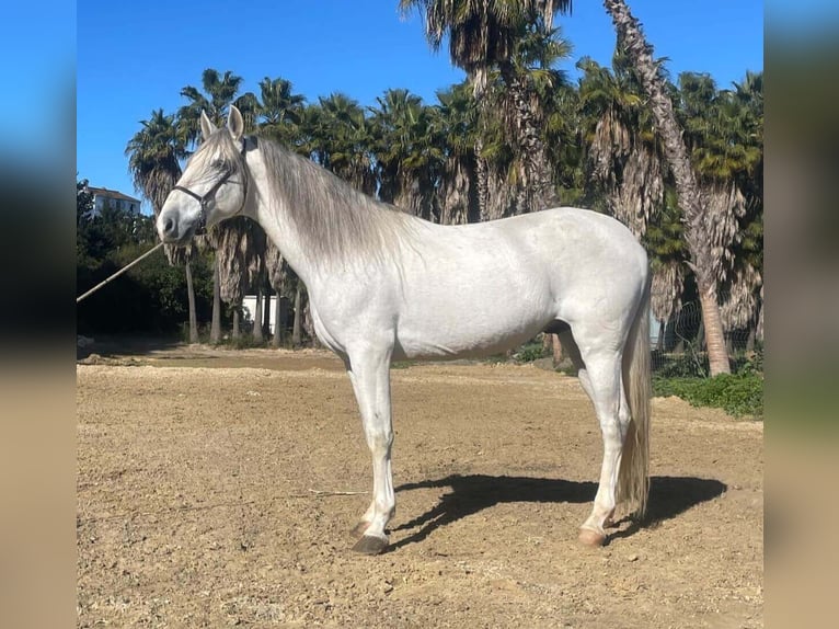 PRE Mix Ogier 7 lat 168 cm Siwa in Malaga