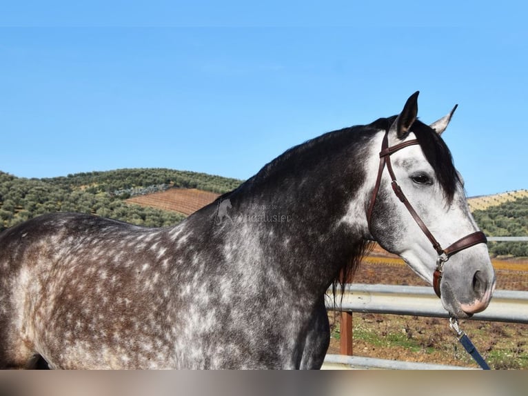 PRE Ogier 7 lat 169 cm Siwa in Provinz Cordoba