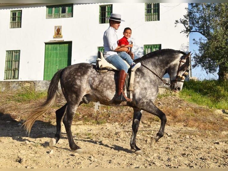 PRE Ogier 7 lat 169 cm Siwa in Provinz Cordoba