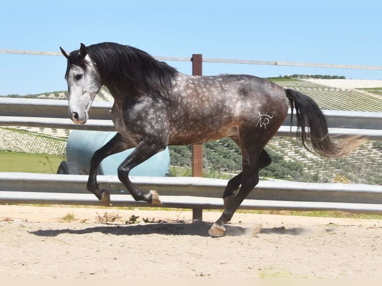 PRE Ogier 7 lat 169 cm Siwa in Provinz Cordoba