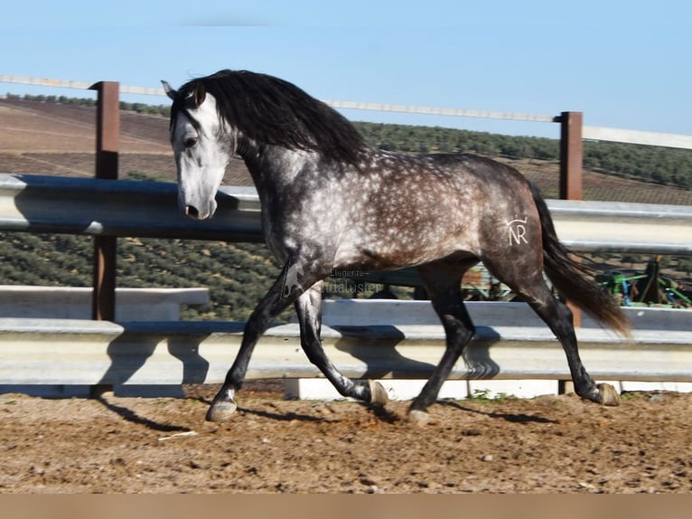 PRE Ogier 7 lat 169 cm Siwa in Provinz Cordoba