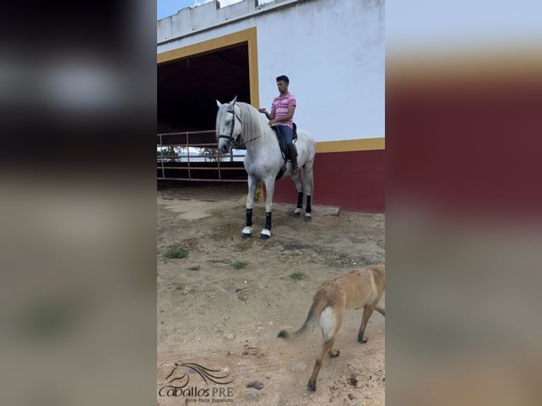 PRE Mix Ogier 7 lat 170 cm Siwa in Merida
