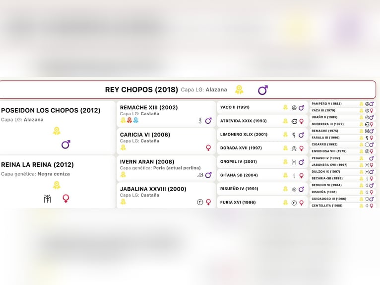 PRE Mix Ogier 7 lat 171 cm Izabelowata in IEPER