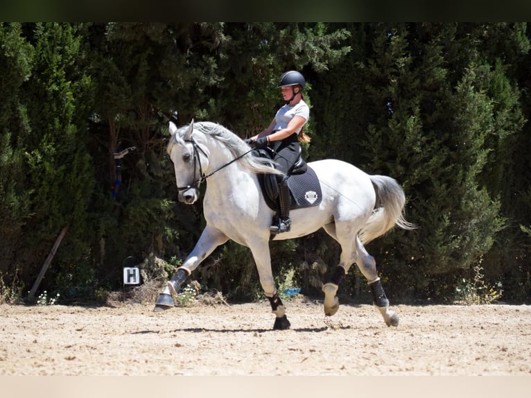 PRE Ogier 7 lat 173 cm Siwa in Jimena De La Frontera