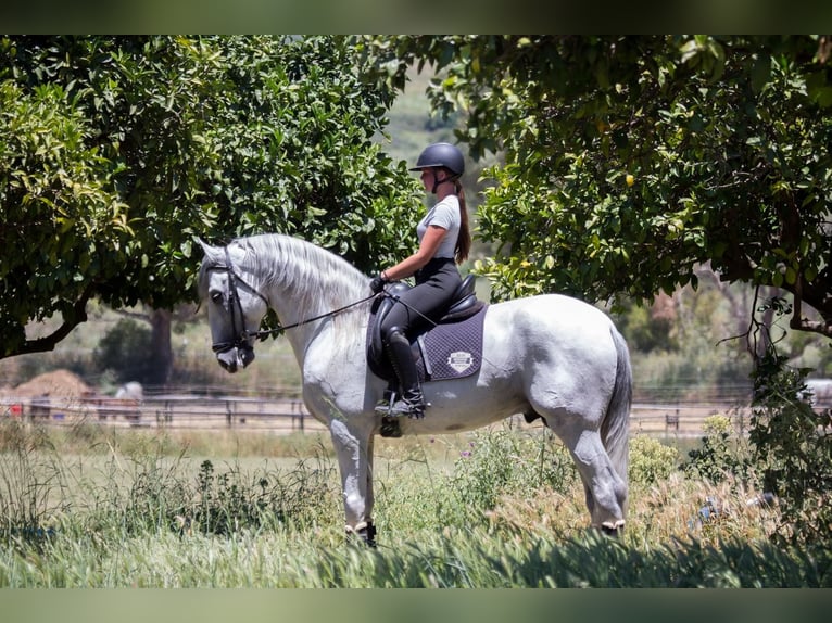 PRE Ogier 7 lat 173 cm Siwa in Jimena De La Frontera