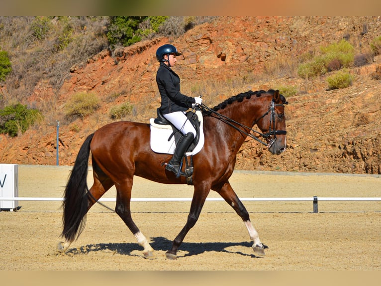 PRE Mix Ogier 7 lat 174 cm Gniada in Sotogrande