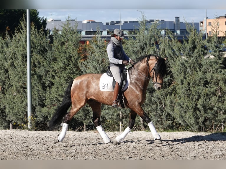 PRE Ogier 8 lat 165 cm Bułana in Noain