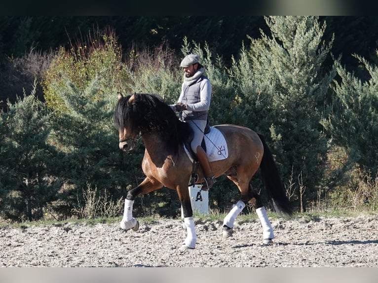 PRE Ogier 8 lat 165 cm Bułana in Noain