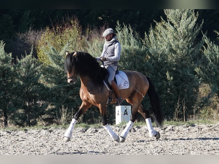 PRE Ogier 8 lat 165 cm Bułana in Noain