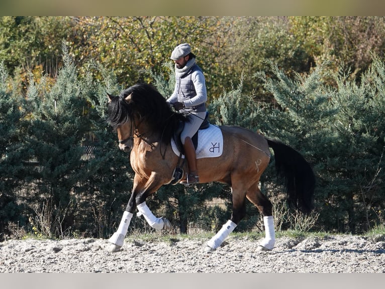 PRE Ogier 8 lat 165 cm Bułana in Noain