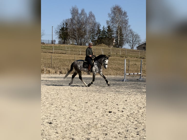 PRE Mix Ogier 8 lat 165 cm Siwa jabłkowita in Zakrzów