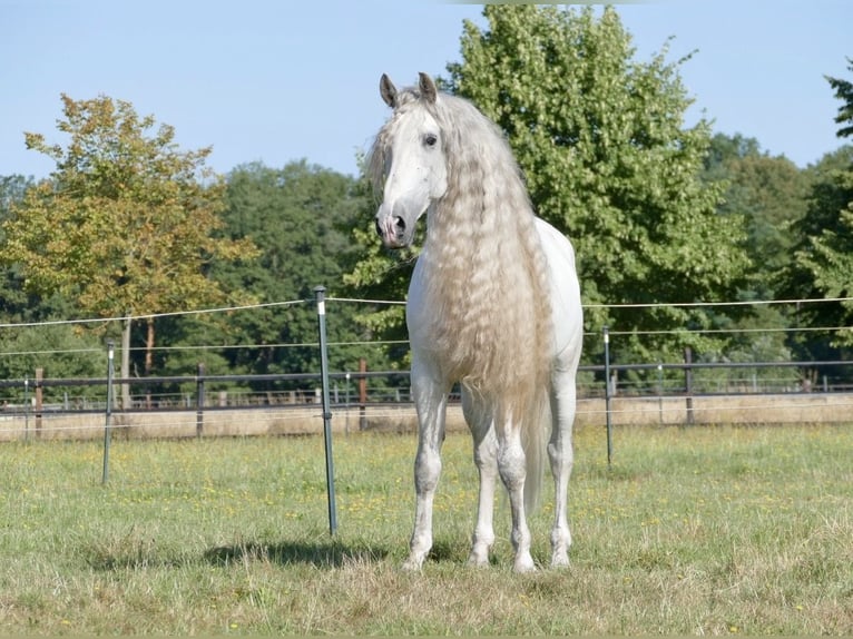PRE Ogier 8 lat 166 cm Siwa in 32479 Hille