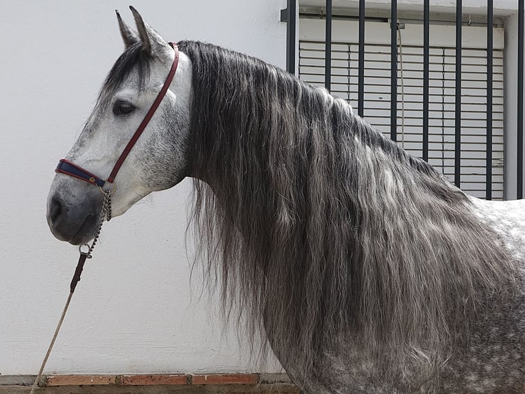 PRE Mix Ogier 8 lat 166 cm Siwa in Coin