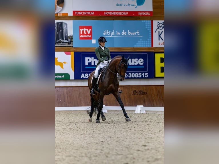 PRE Mix Ogier 8 lat 167 cm Gniada in Vinkeveen