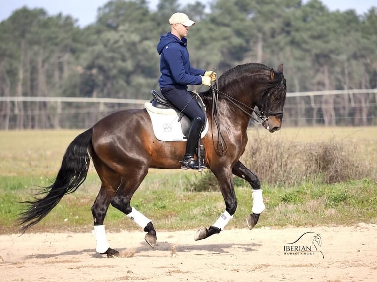 PRE Mix Ogier 8 lat 167 cm Gniada in Navas Del Madroño