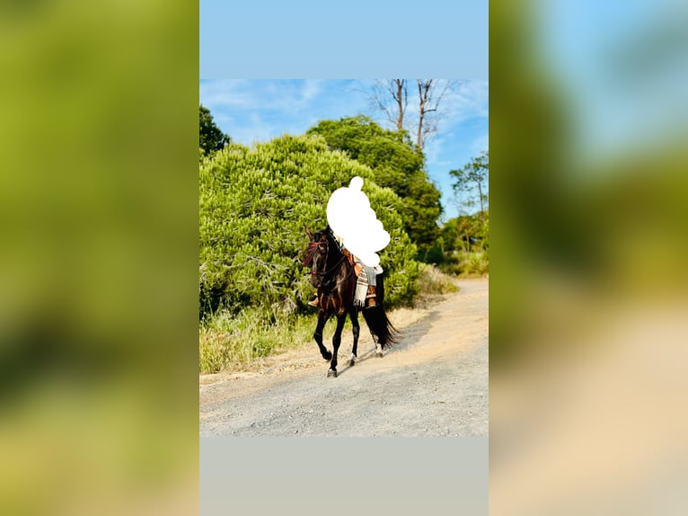PRE Ogier 8 lat 172 cm Skarogniada in Lepe