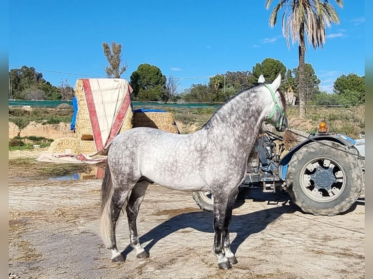 PRE Ogier 9 lat 162 cm Siwa in Los Arenales Del Sol