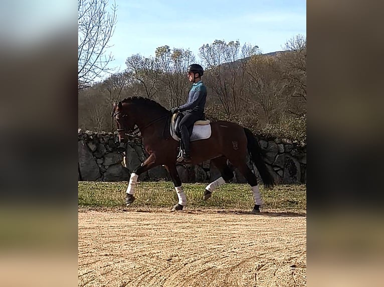 PRE Mix Ogier 9 lat 163 cm Gniada in Navalafuente