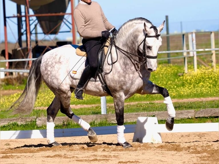 PRE Mix Ogier 9 lat 163 cm Siwa in Navas Del Madroño