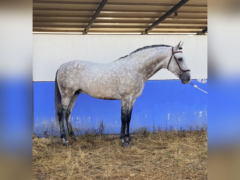 PRE Mix Ogier 9 lat 164 cm Siwa jabłkowita in Santa Perpetua de Mogoda