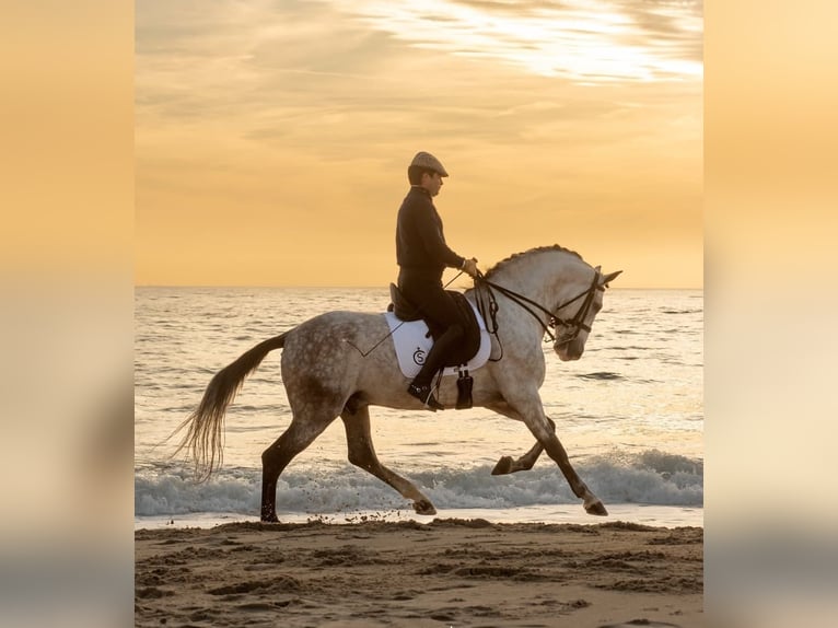 PRE Mix Ogier 9 lat 164 cm Siwa in Dos Hermanas