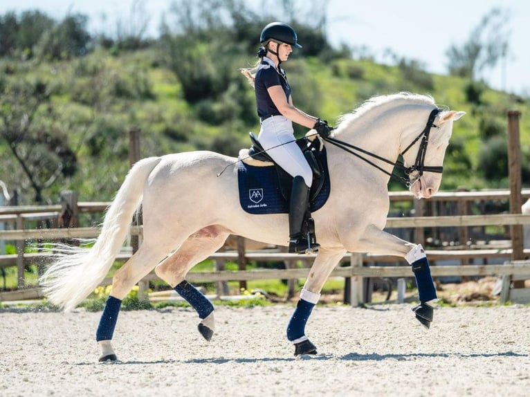 PRE Mix Ogier 9 lat 165 cm Perlino in Navas Del Madroño