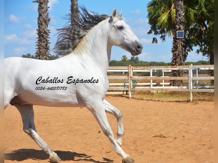 PRE Ogier 9 lat 165 cm Siwa in vejer de la frontera