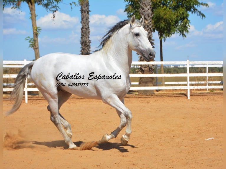 PRE Ogier 9 lat 165 cm Siwa in vejer de la frontera