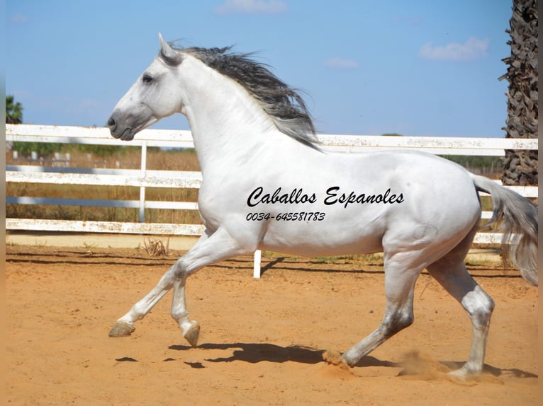 PRE Ogier 9 lat 165 cm Siwa in vejer de la frontera