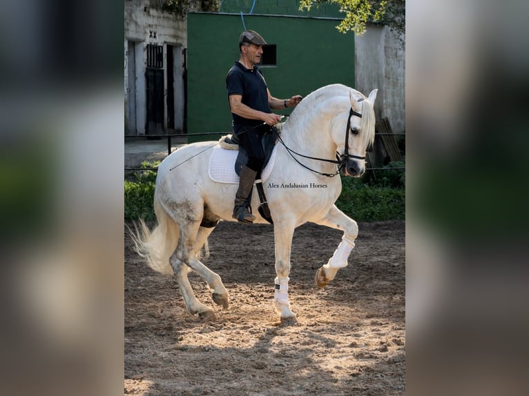 PRE Mix Ogier 9 lat 166 cm Biała in Sevilla