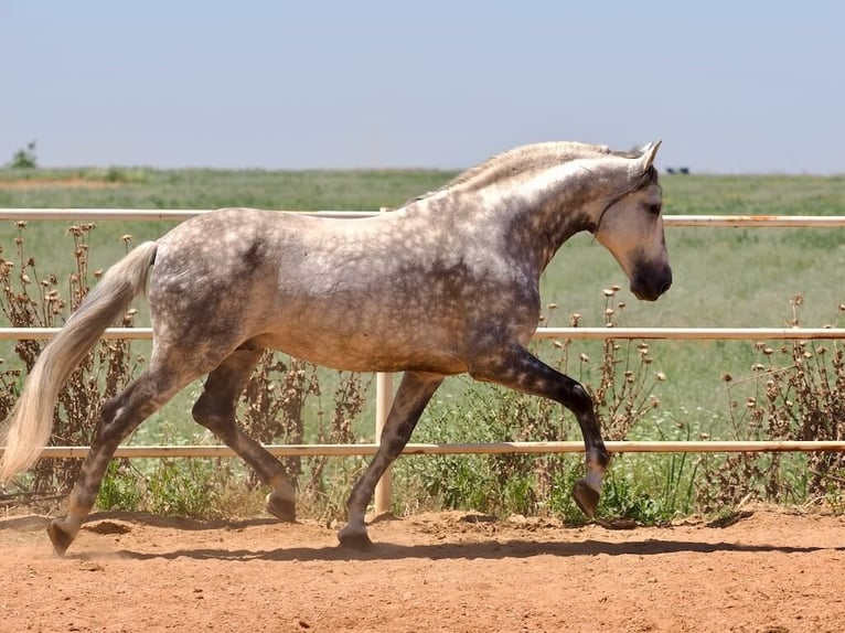 PRE Mix Ogier 9 lat 170 cm Siwa in Navas Del Madro&#xF1;o