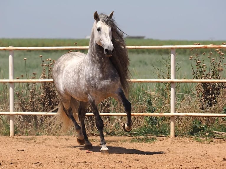 PRE Mix Ogier 9 lat 170 cm Siwa in Navas Del Madro&#xF1;o