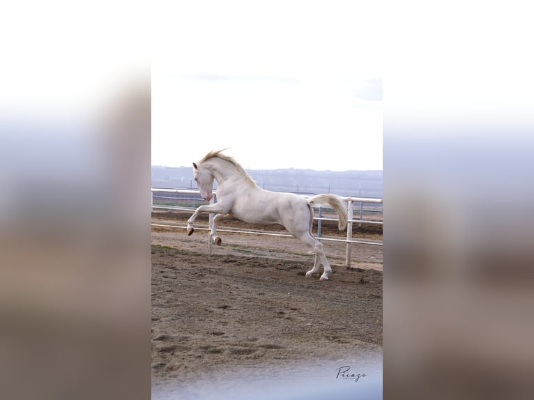 PRE Ogier Cremello in Utiel