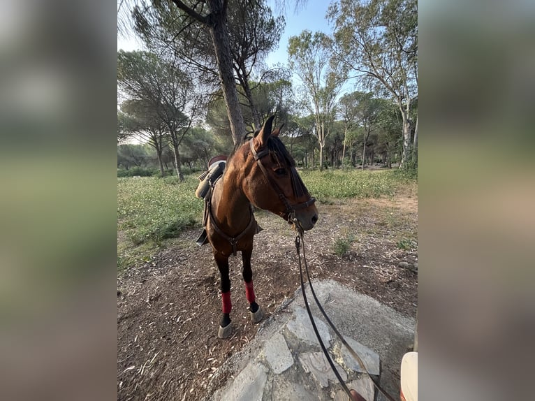 PRE Ogier Gniada in Conil De La Frontera