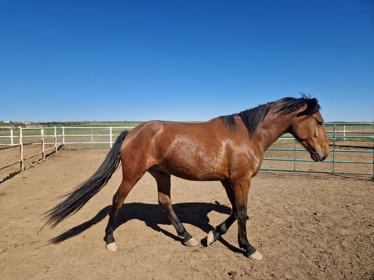 PRE Ogier Jasnogniada in Benavente
