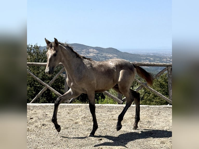 PRE Ogier Źrebak (04/2026) 135 cm Siwa in Roccalbegna