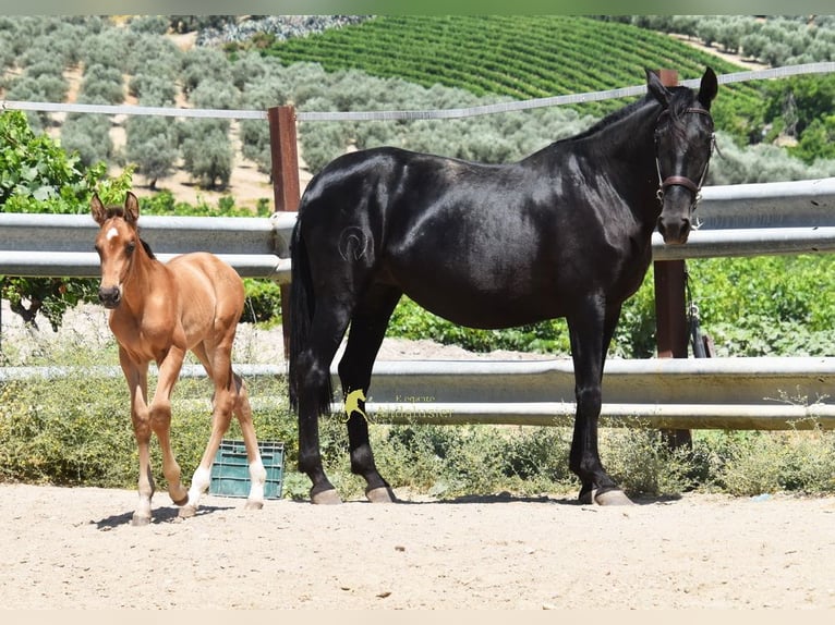PRE Ogier Źrebak (05/2026) 162 cm  in Provinz Cordoba