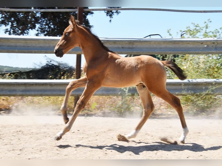 PRE Ogier Źrebak (05/2026) 162 cm  in Provinz Cordoba