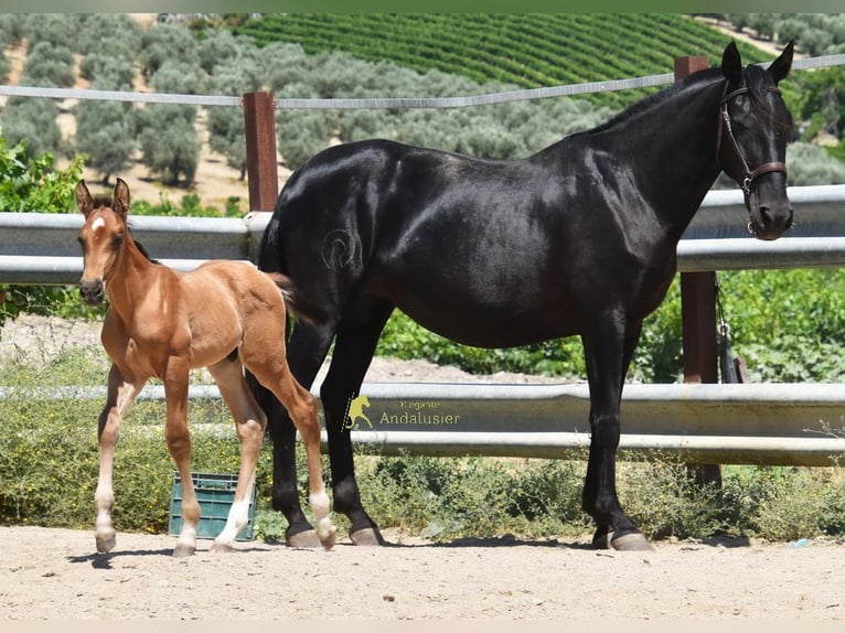 PRE Ogier Źrebak (05/2026) 162 cm  in Provinz Cordoba