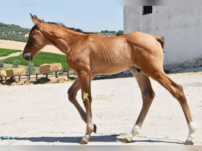 PRE Ogier Źrebak (05/2026) 162 cm  in Provinz Cordoba