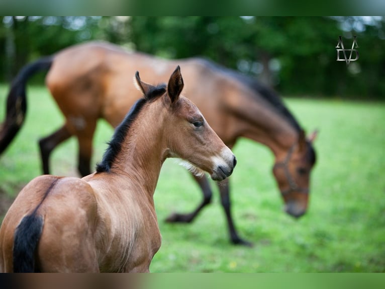 PRE Ogier Źrebak (05/2026) 165 cm Gniada in La Vespière