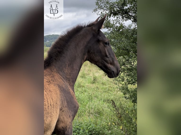PRE Ogier Źrebak (03/2025) 168 cm Kara in La Vespi&#xE8;re-Friardel