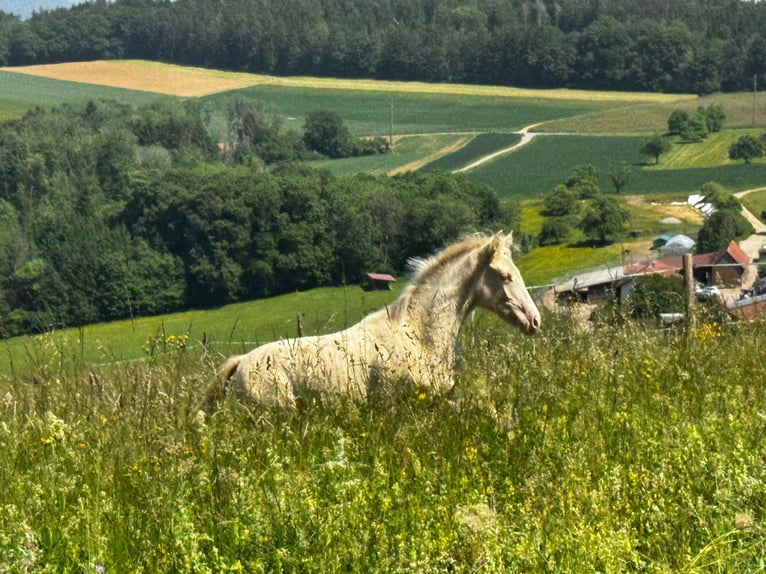 PRE Ogier Źrebak (01/2026)  in Klettgau