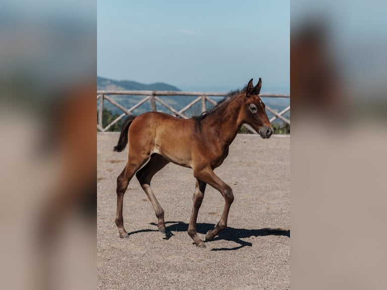 PRE Ogier Źrebak (04/2026) Może być siwy in Cana