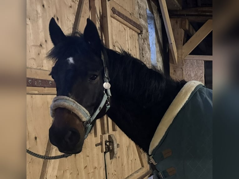 PRE Mix Ruin 10 Jaar 151 cm Zwartbruin in Nordholz