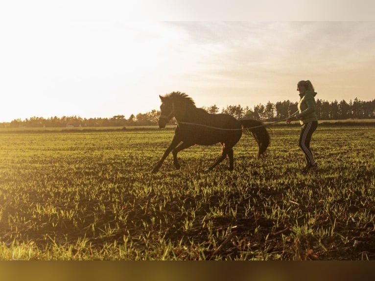 PRE Mix Ruin 10 Jaar 151 cm Zwartbruin in Nordholz