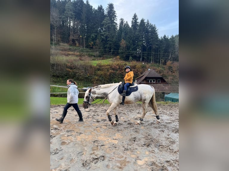 PRE Mix Ruin 10 Jaar 155 cm Gevlekt-paard in Gutach (Schwarzwaldbahn)