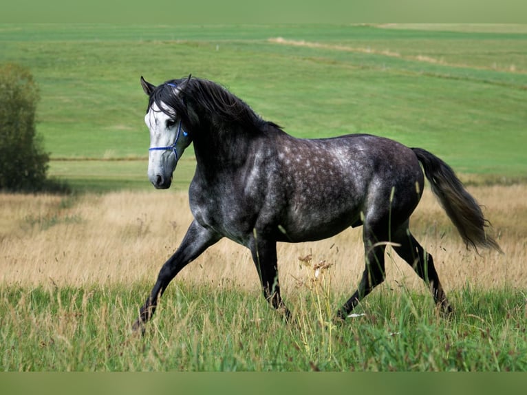 PRE Ruin 10 Jaar 155 cm Zwartschimmel in Titisee-Neustadt